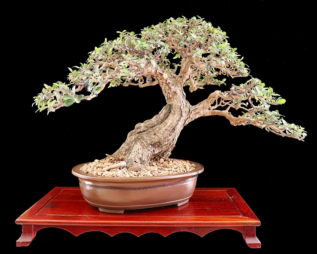 Mikibu Bonsai